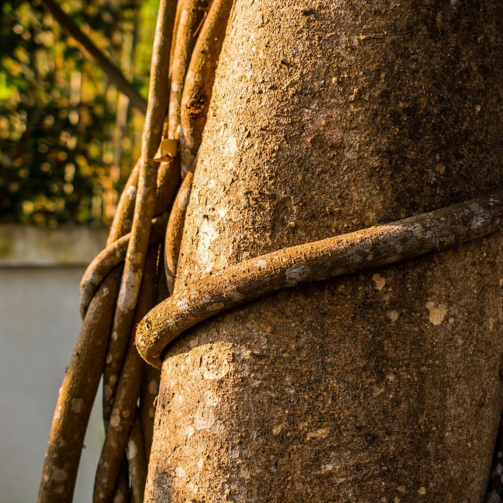 Baum von Liane Umschlungen